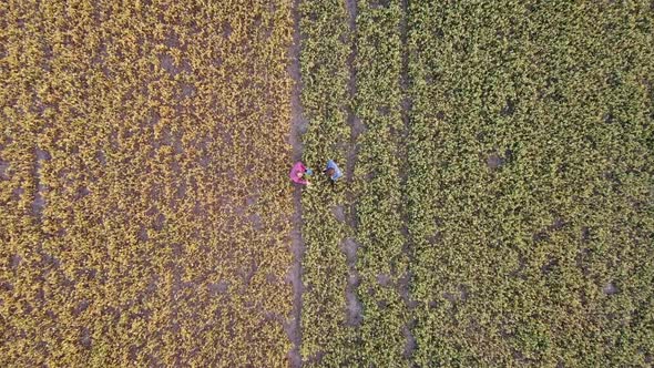 Aerial View of Soybean Farmers Working in the Field From Drone Pov,