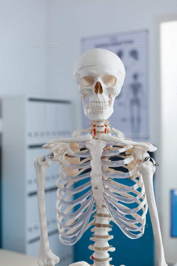 Portrait of human body skeleton standing in empty hospital doctors office