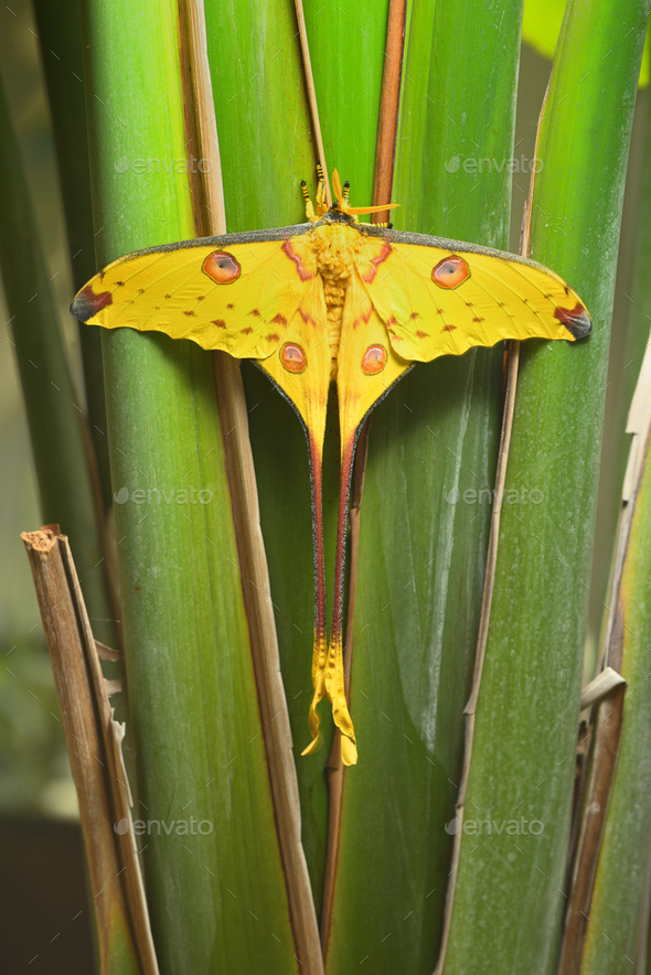 Comet or moon moth, Argema mittrei, butterfly native to the forests of Madagascar.
