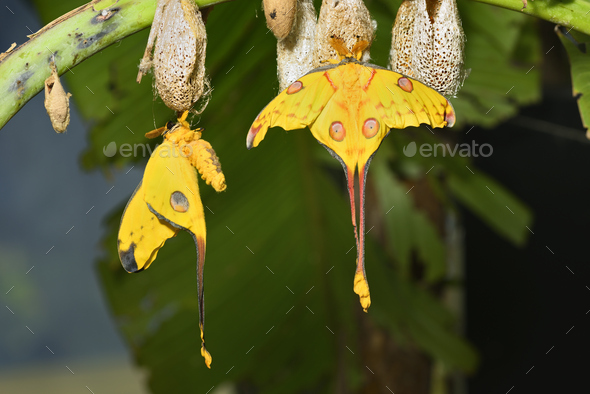 Comet or moon moth, Argema mittrei, butterfly native to the forests of Madagascar.