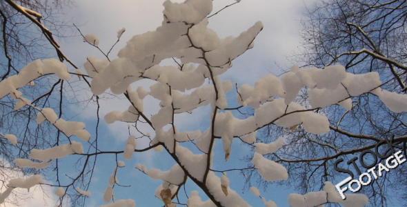 "Winter snowy branch"  FullHD Stock Footage H.264