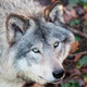 Gray Wolf Closeup - PhotoDune Item for Sale