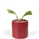 Hoya Kerri variegated. Heart shape plant isolated on white background - PhotoDune Item for Sale