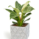 Philodendron Birkin house plant in white textured pot - PhotoDune Item for Sale