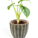 Exotic Alocasia Silver Dragon houseplant in dark textured pot - PhotoDune Item for Sale