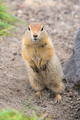 Close up portrait of curious arctic ground squirrel, animal stands on its hind legs - PhotoDune Item for Sale