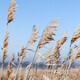 Dry reed outdoor in light pastel colors, reed layer, reed seeds. Beige reed grass, pampas grass. - PhotoDune Item for Sale
