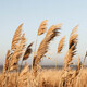 Dry reed outdoor in light pastel colors. Beige reed grass, pampas grass. - PhotoDune Item for Sale