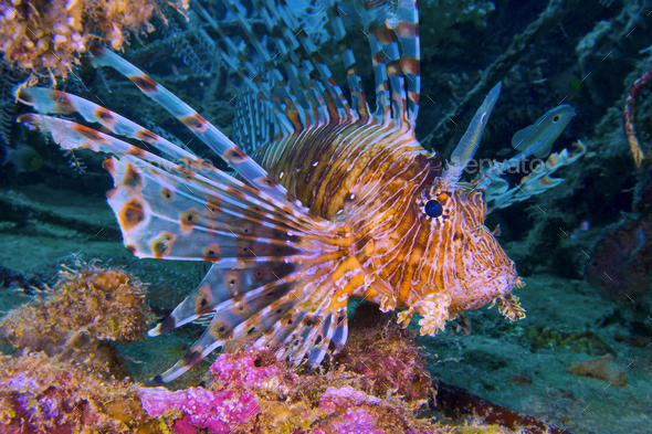 Red Lionfish, Coral Reef, South Male Atoll, Maldives