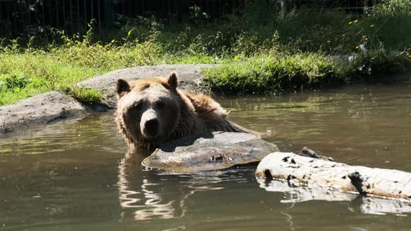 Brown Bear Plays in the Pond in the Reserve and Funny Swimming in the Water alt