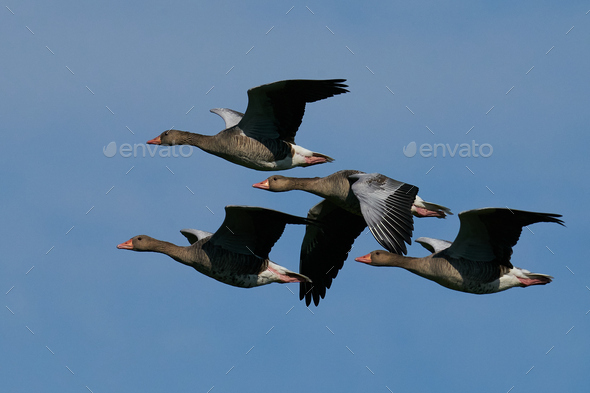 Greylag goose (Anser anser) - Stock Photo - Images