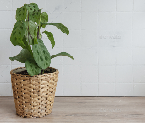 House plants Stock Photo by Olena_Rudo PhotoDune