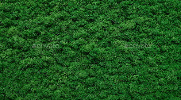 Environmental greenery background - Stock Photo - Images