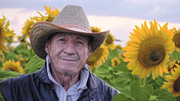 Portrait of a senior farmer in a field of sunflowers. Agricultural businessman alt