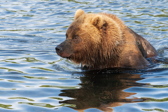 Portrait Kamchatka brown bear in river. Wild terrible beast fishing red salmon fish during spawning - Stock Photo - Images