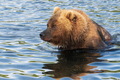 Portrait Kamchatka brown bear in river. Wild terrible beast fishing red salmon fish during spawning - PhotoDune Item for Sale