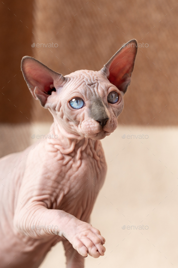 Cute Sphynx Hairless male kitten with raised paw on checkered beige and brown background