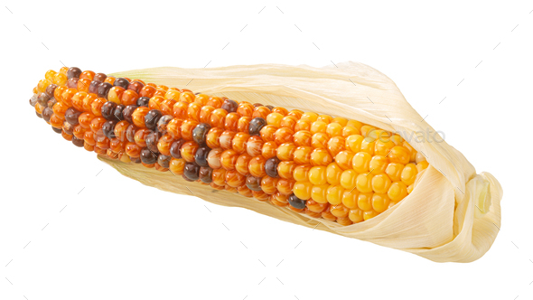 Glass gem jewel maize corn cob(Zea mays)  isolated - Stock Photo - Images