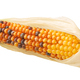 Glass gem jewel maize corn cob(Zea mays)  isolated - PhotoDune Item for Sale