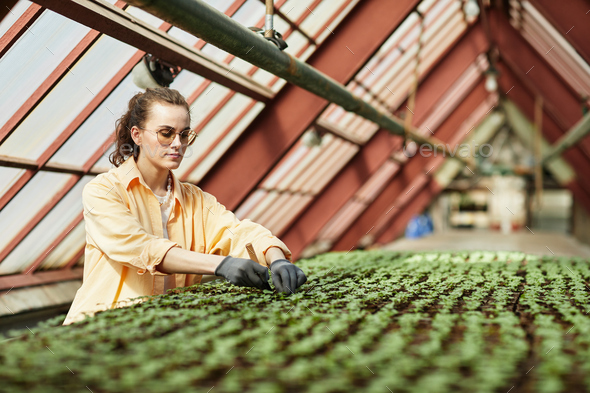 Young serious worker of modern greenhouse replanting green seedlings - Stock Photo - Images