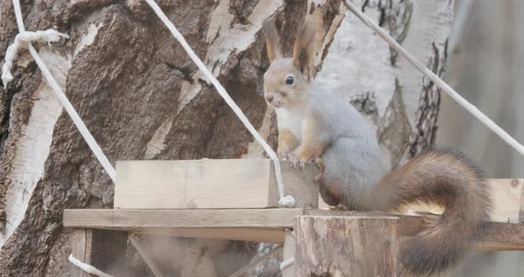 Ginger Squirrel Sits on a Tree Branch . Rodent in Autumn Forest. alt