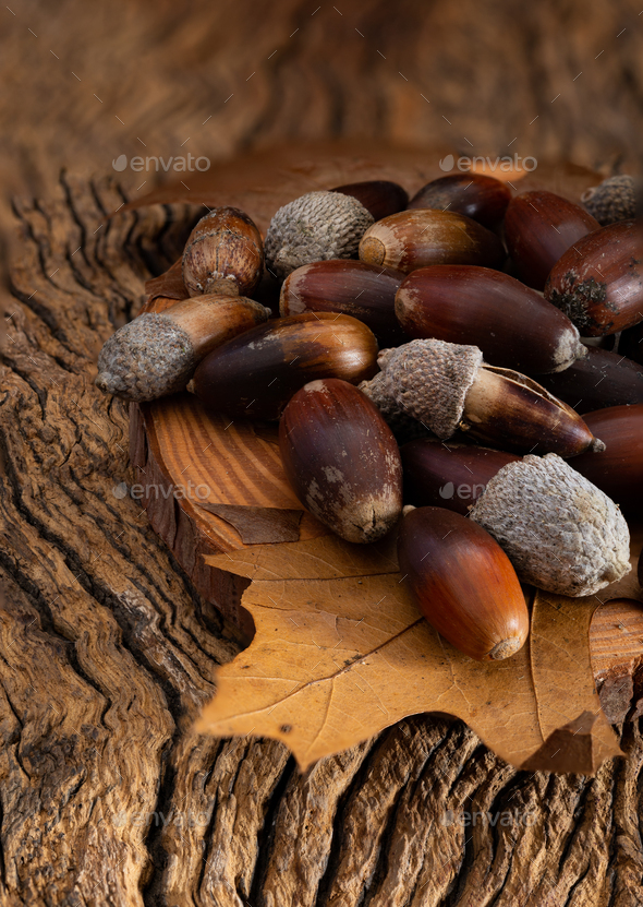 acorns on rustic wooden background - Stock Photo - Images