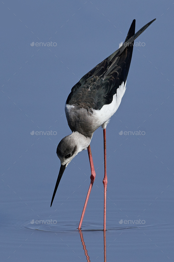 Black-winged stilt (Himantopus himantopus) - Stock Photo - Images