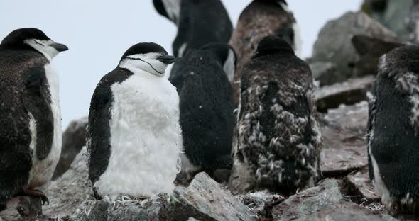 MS Chinstrap Penguins (Pygoscelis antarcticus) on rocks at Half Moon Island / Antarctica