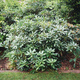 Rhododendron in the garden - PhotoDune Item for Sale