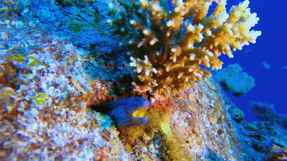 Juvenile Yellow Mouth Moray alt