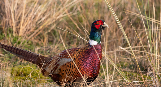 Wildlife and animals