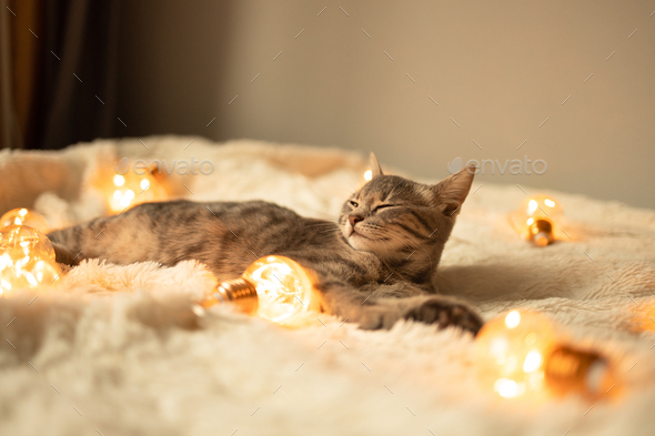 tabby kitten sleeps on a soft woolen blanket on a sofa decorated with Christmas lights garland