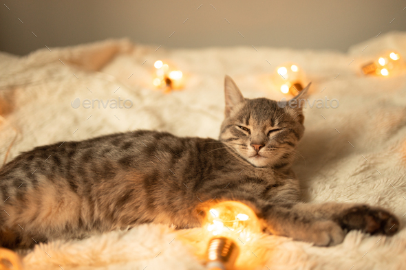 tabby kitten relaxing on a soft knitted blanket on a sofa decorated with LED lights garland