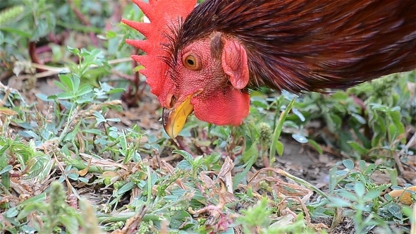 Red Chicken 2