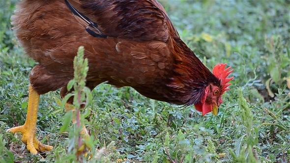 Red Chicken 1