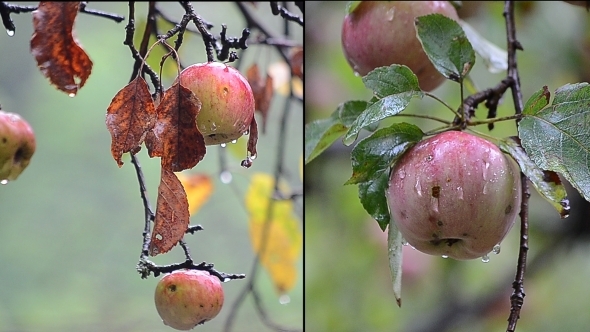 Apples In The Three In Rain - 2 Videos