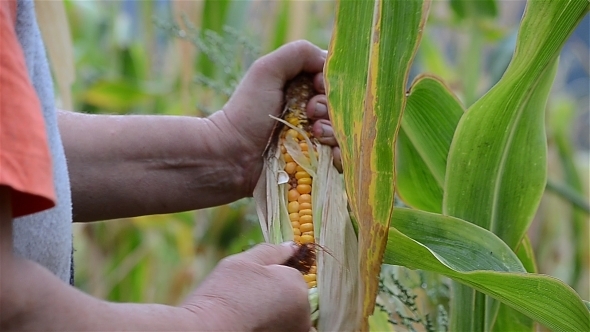 Picking Corn