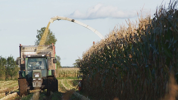 Corn Harvesting