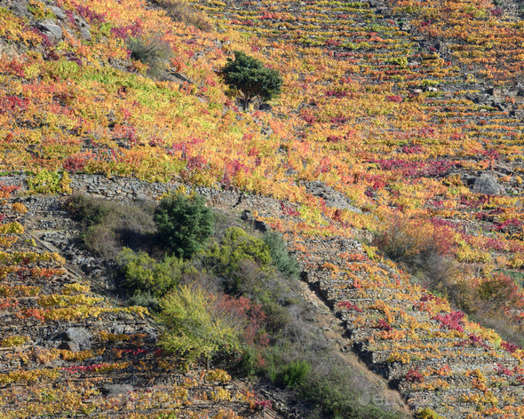 Stone terraces make it possible to grow vines on the steep slopes of the Sil River