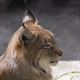 Lynx Looks With Predatory Eyes From The Shelter. - PhotoDune Item for Sale