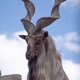 Beautiful Mountain Goat With Helical Long Horns On The Background Of Rocks. - PhotoDune Item for Sale
