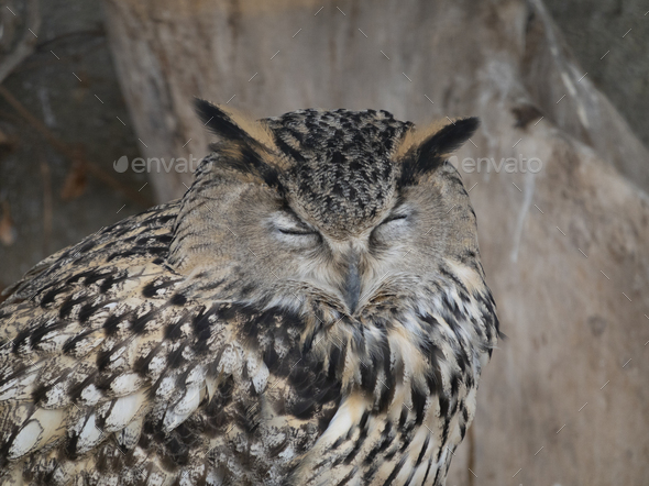 Eagle Owl Sitting And Looking On The Background Of Tree Leaves. - Stock Photo - Images