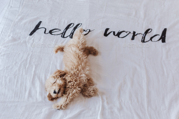 cute puppy brown toy poodle lying on bed with a hello world white blanket. Lifestyle indoors