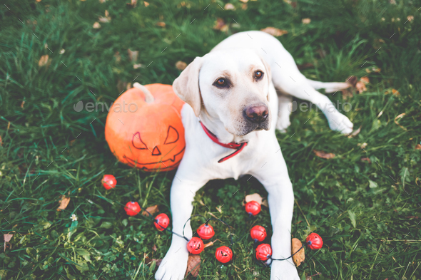 labrador and pumpkin. dog biting a pumpkin. labrador in a field with pumpkins. halloween dog.