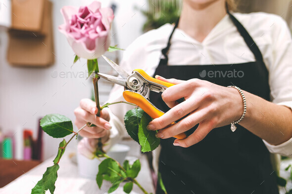 Flower shop seller pruning a rose flower to create a bouquet