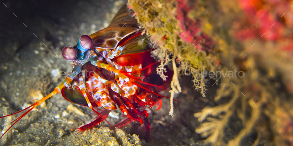 Mantis Shrimp, Lembeh, Indonesia
