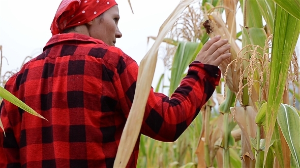 Farmer In The Corn Field