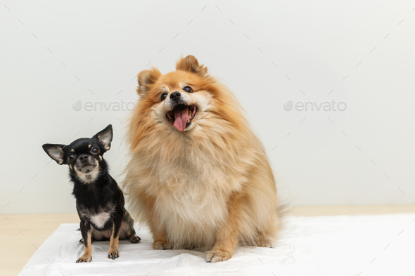 Two dogs sitting on exam table at vet, on grey background