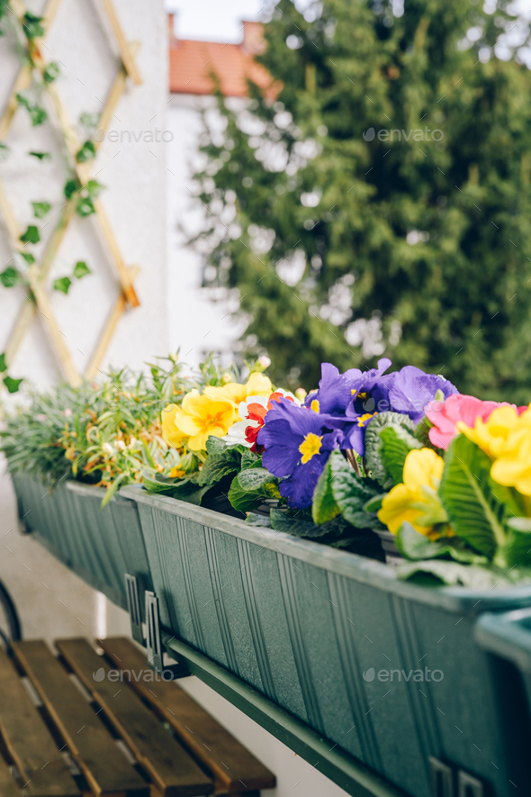 Colorful primrose on balcony at spring time - Stock Photo - Images