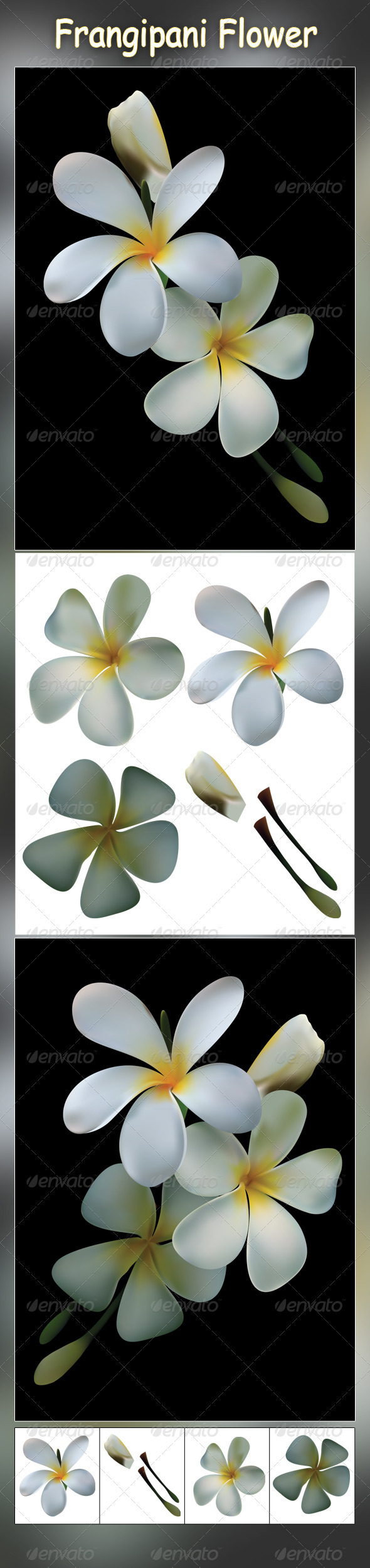 Frangipani Flower - Organic Objects Objects